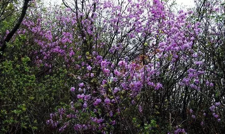 云顶草原花海,驼梁云顶草原风景