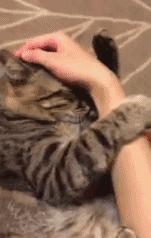 这个天津姐姐被自家猫咬了一口，然后杯具了！医学专家这样说……