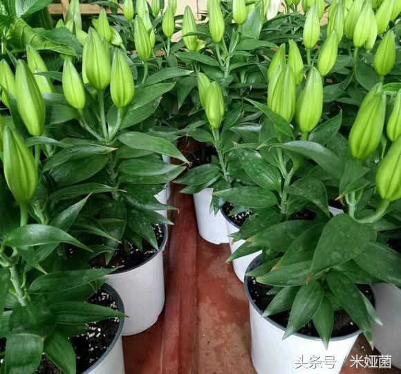 黄色百合花盆栽带花苞发货,矮一点百合花苗盆栽带花苞