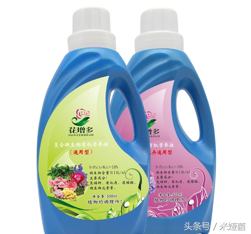 黄色百合花盆栽带花苞发货,矮一点百合花苗盆栽带花苞