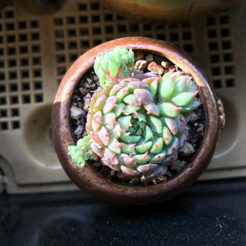 多肉植物吃水吗,多肉植物喜欢酸性土还是碱性土