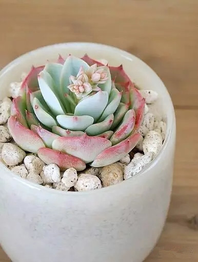 夏日多肉养花技巧图解,十二种招财多肉怎么浇水