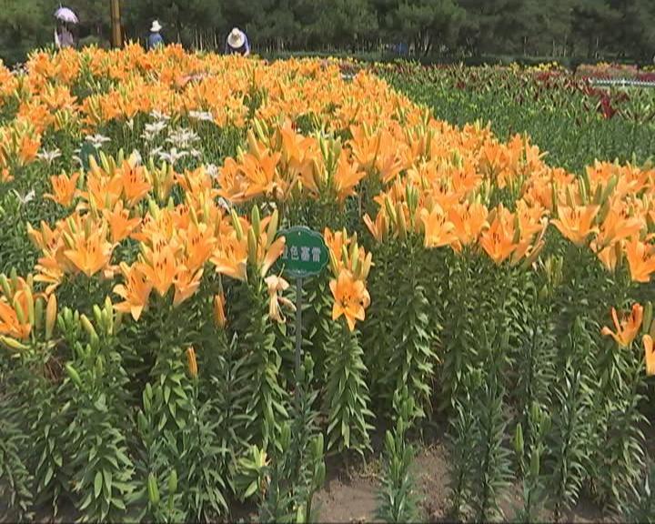 长春公园6万株芍药盛开迎客,长春公园40万余株郁金香陆续绽放