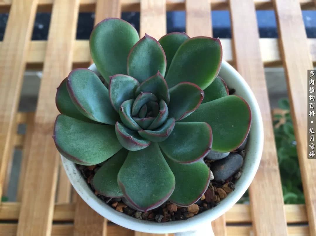 新手入坑必养多肉,刚入坑的多肉怎么养