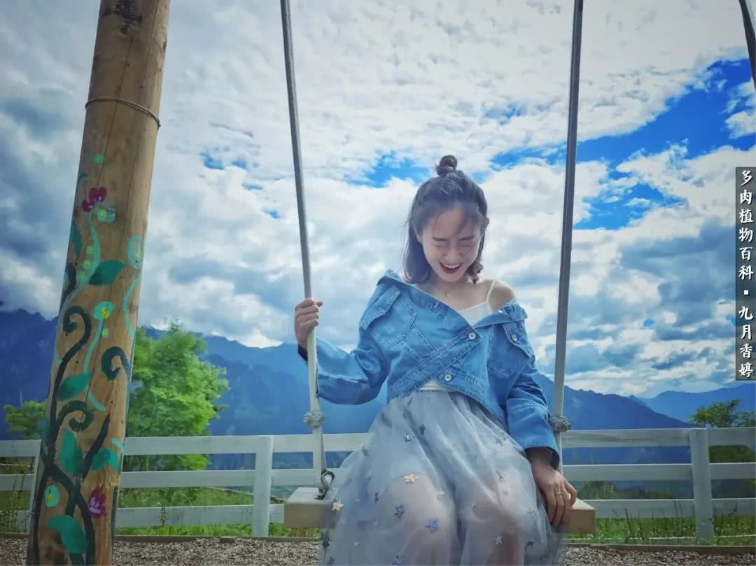 新手入坑必养多肉,刚入坑的多肉怎么养