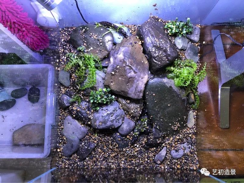 虾虎缸造景要什么过滤器,虾虎缸用什么石头造景好