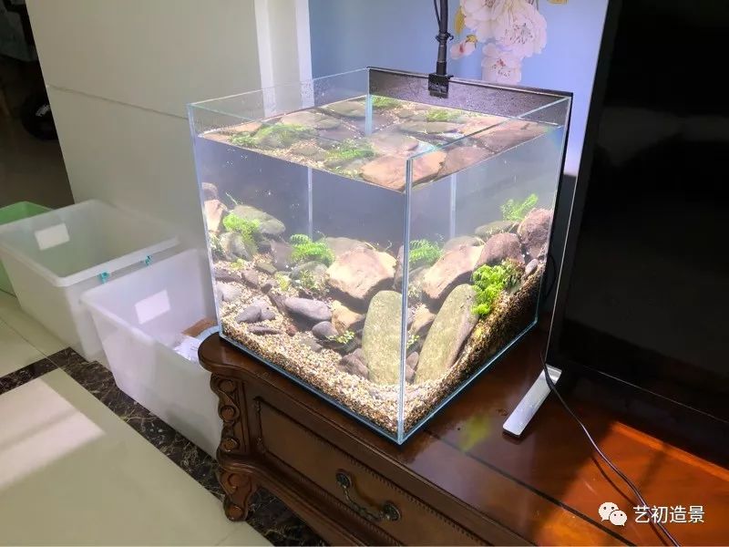 虾虎缸造景要什么过滤器,虾虎缸用什么石头造景好