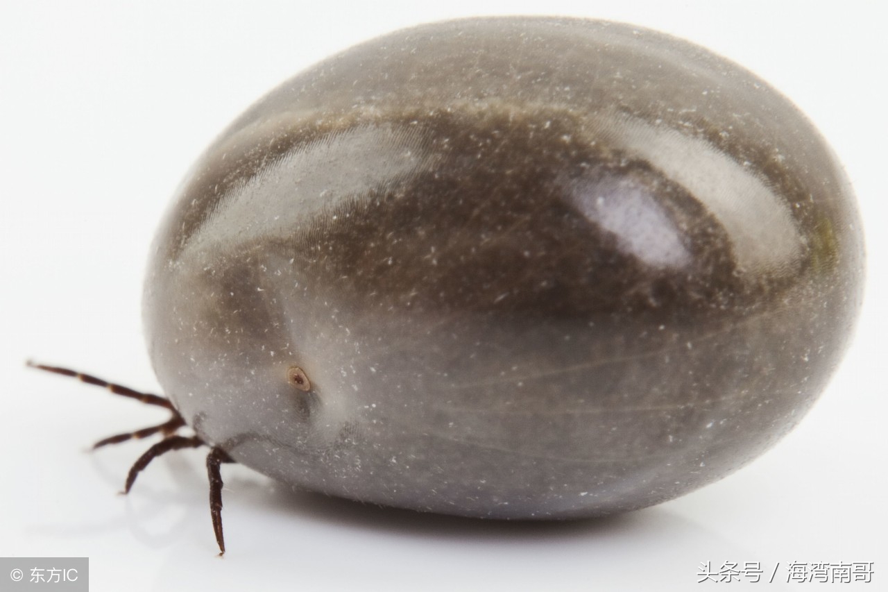 牛被蜱虫咬后怎么治疗,很小的牛蜱虫咬人拔了之后怎么办