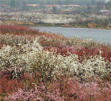 中国梨的产量前十省,砀山经济发展情况