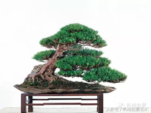 地瓜榕盆景的修剪技巧,金豆盆景修剪视频大全