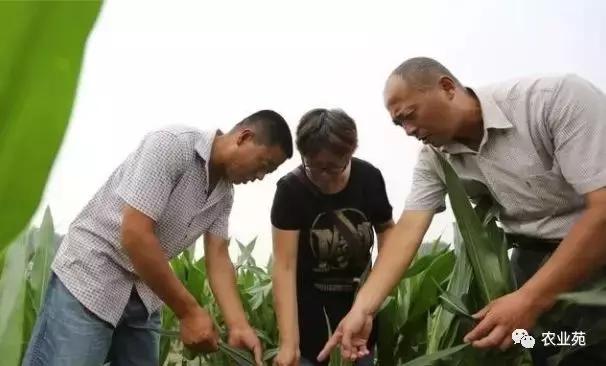 玉米长叉需要掰掉吗,玉米长叉子什么时间掰掉最好