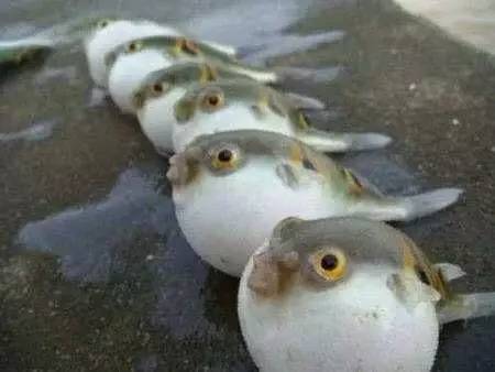 海鱼肉质鲜美，营养价值也高的10种鱼，你吃过几种？