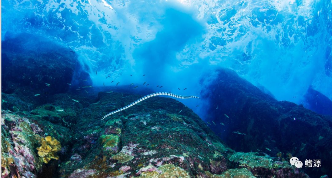 FIFISH全球极境实拍之旅｜走近印尼野性海蛇岛