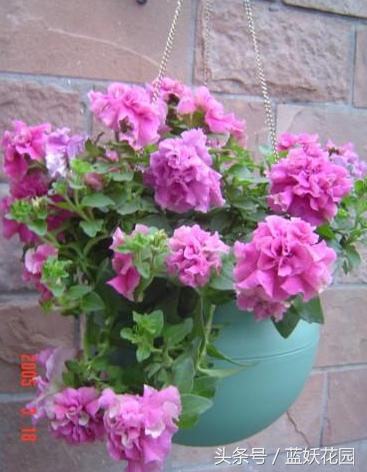 三角梅换盆花蔫了怎么办,养花换下的土怎么处理再用