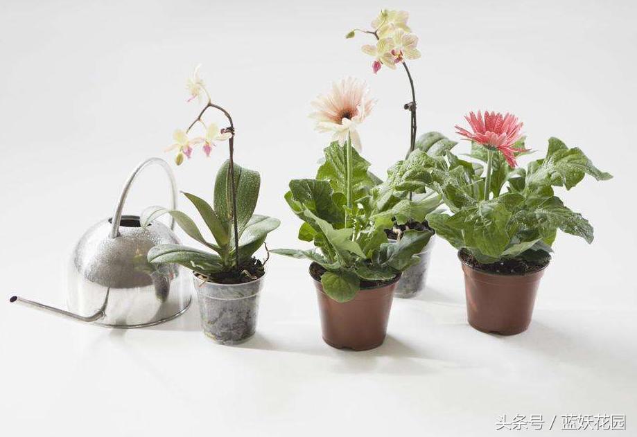 三角梅换盆花蔫了怎么办,养花换下的土怎么处理再用