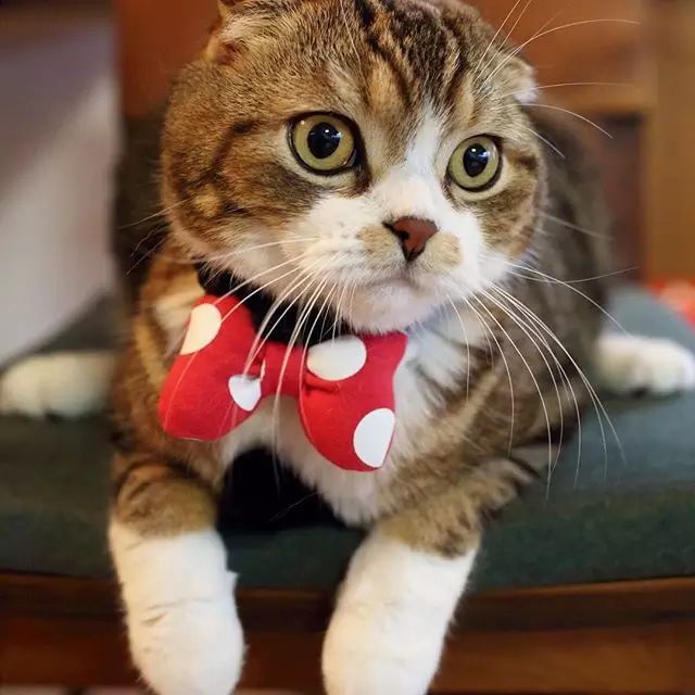 航空托运猫怎么操作,航空托运猫注意事项