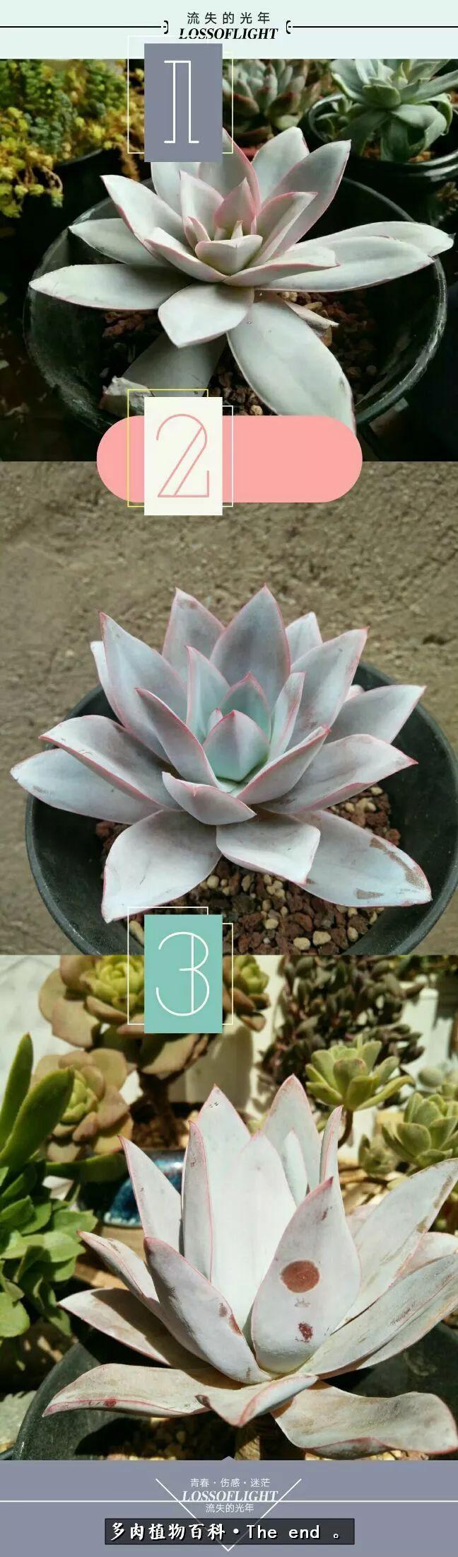 宝宝养多肉,养多肉宝妈