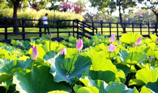 上海观景赏荷,7月赏荷花好去处