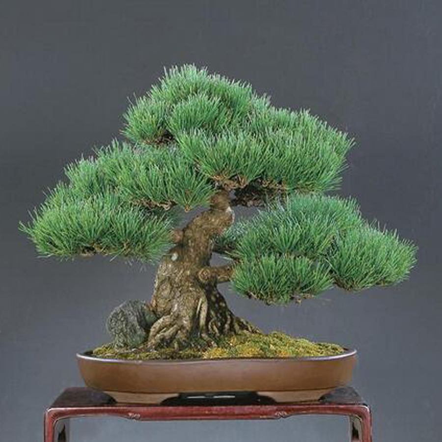 黑松盆景造型修剪最佳时间,黑松盆景造型视频大全