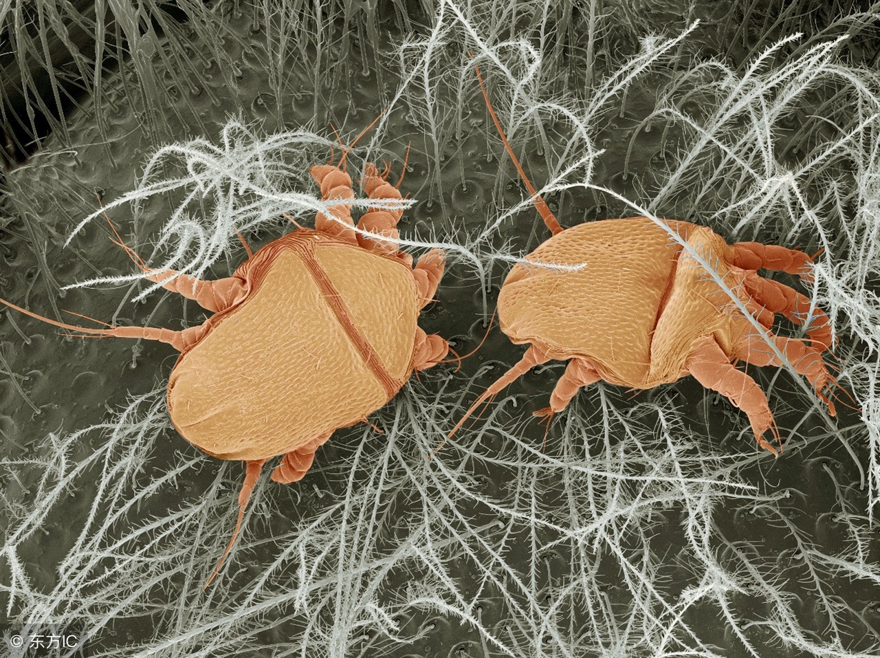 头皮上有螨虫用盐一招搞定,头皮痒除螨虫最快方法