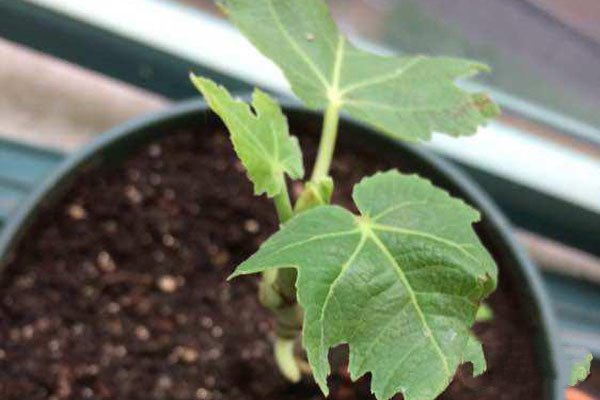 无花果怎么种植扦插成活率高,无花果扦插种植时间和方法