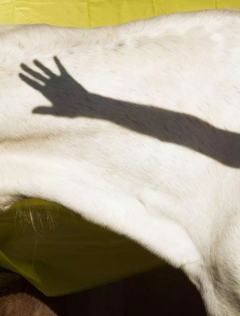 无动物皮草品牌,时尚动物皮草