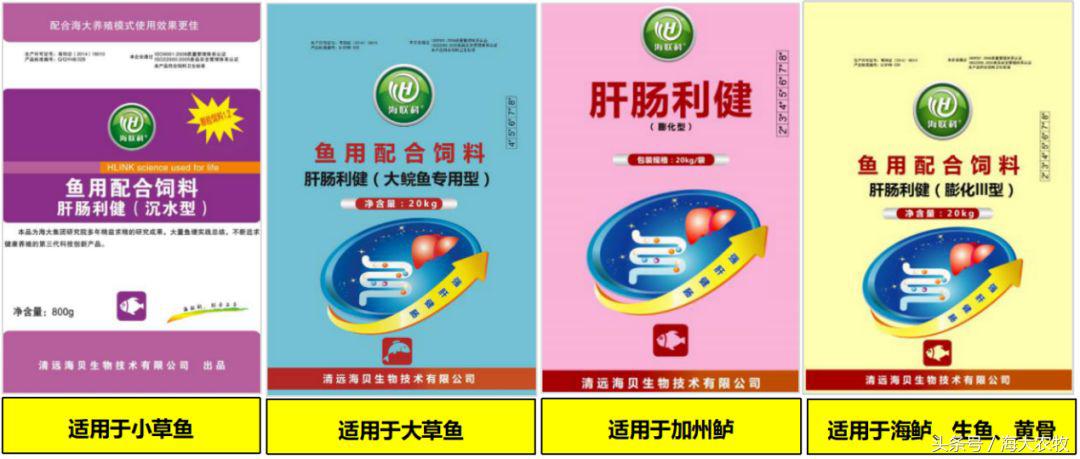 看，这就是别人家的鱼！“红润有光泽”，吃料“梆梆声”！