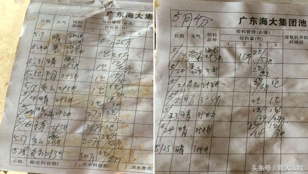 看，这就是别人家的鱼！“红润有光泽”，吃料“梆梆声”！