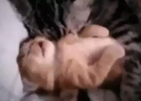 睡觉时小奶猫做噩梦，猫妈妈紧紧搂住：宝宝别怕，有妈妈在呢