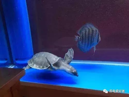 遇见胆小的龟怎么办,遇到胆小的仓鼠怎么办