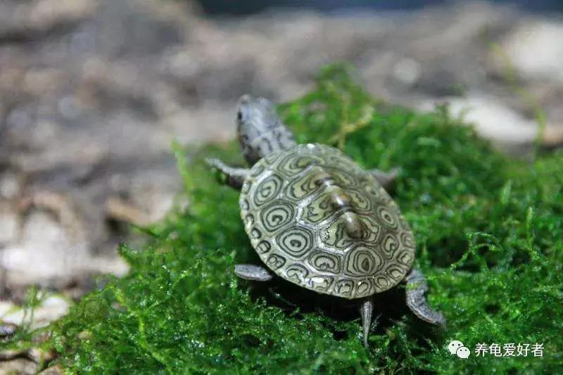 遇见胆小的龟怎么办,遇到胆小的仓鼠怎么办
