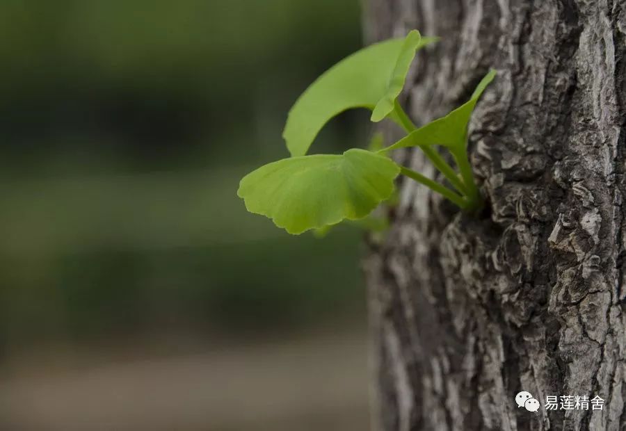 犯罪代购不了希望，情怀代替不了真相——有关《我不是药神》的题外话