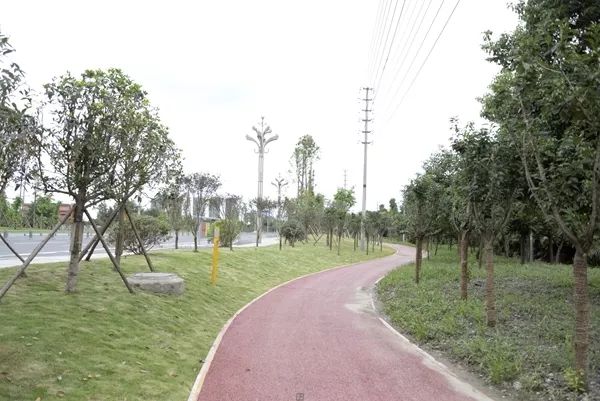 「翡翠之城」好消息！光华大道绿道投入使用，一路骑行到金马河喽！