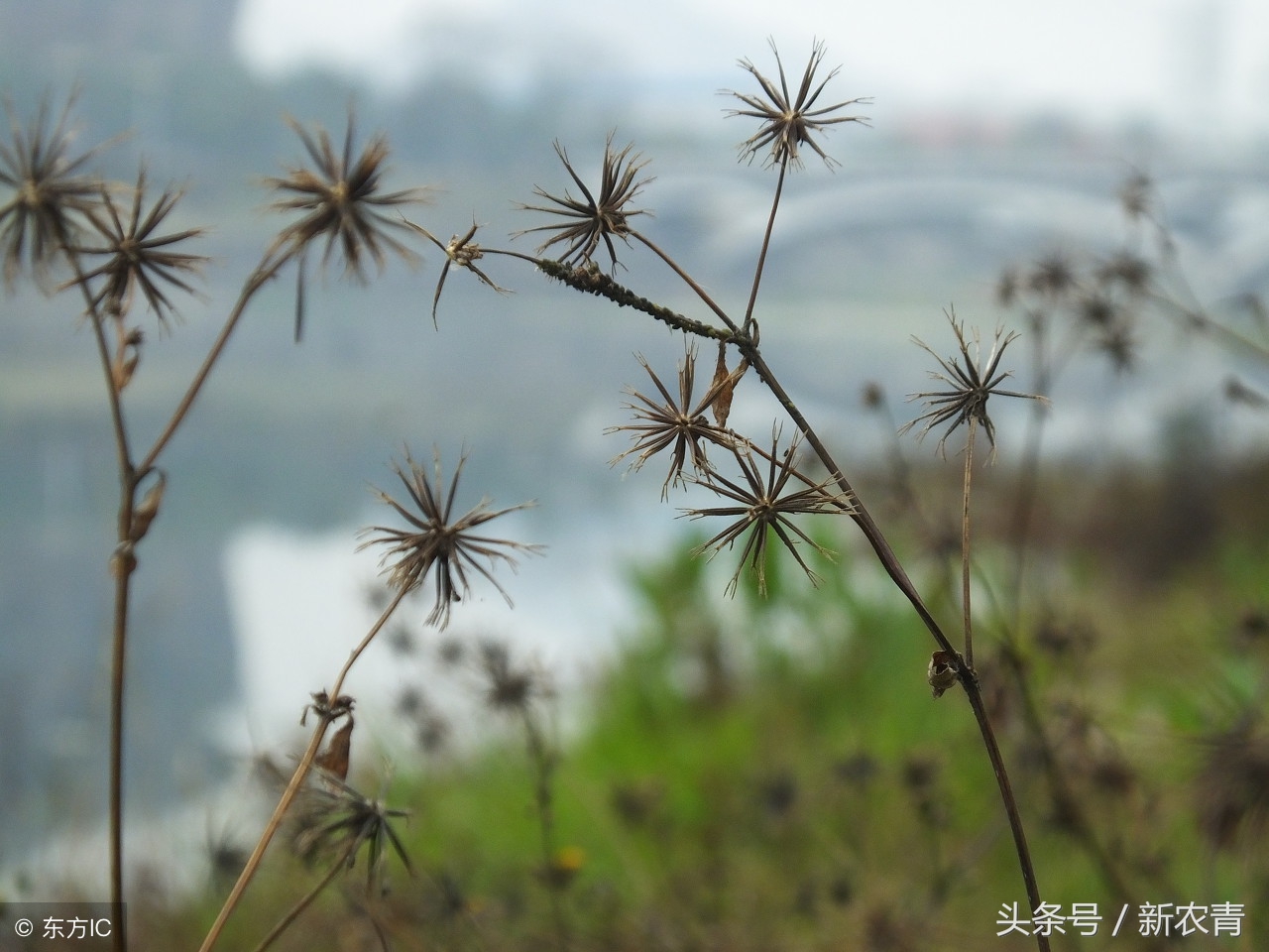 农村地里野草降血压的有哪些,农村不敢碰的植物