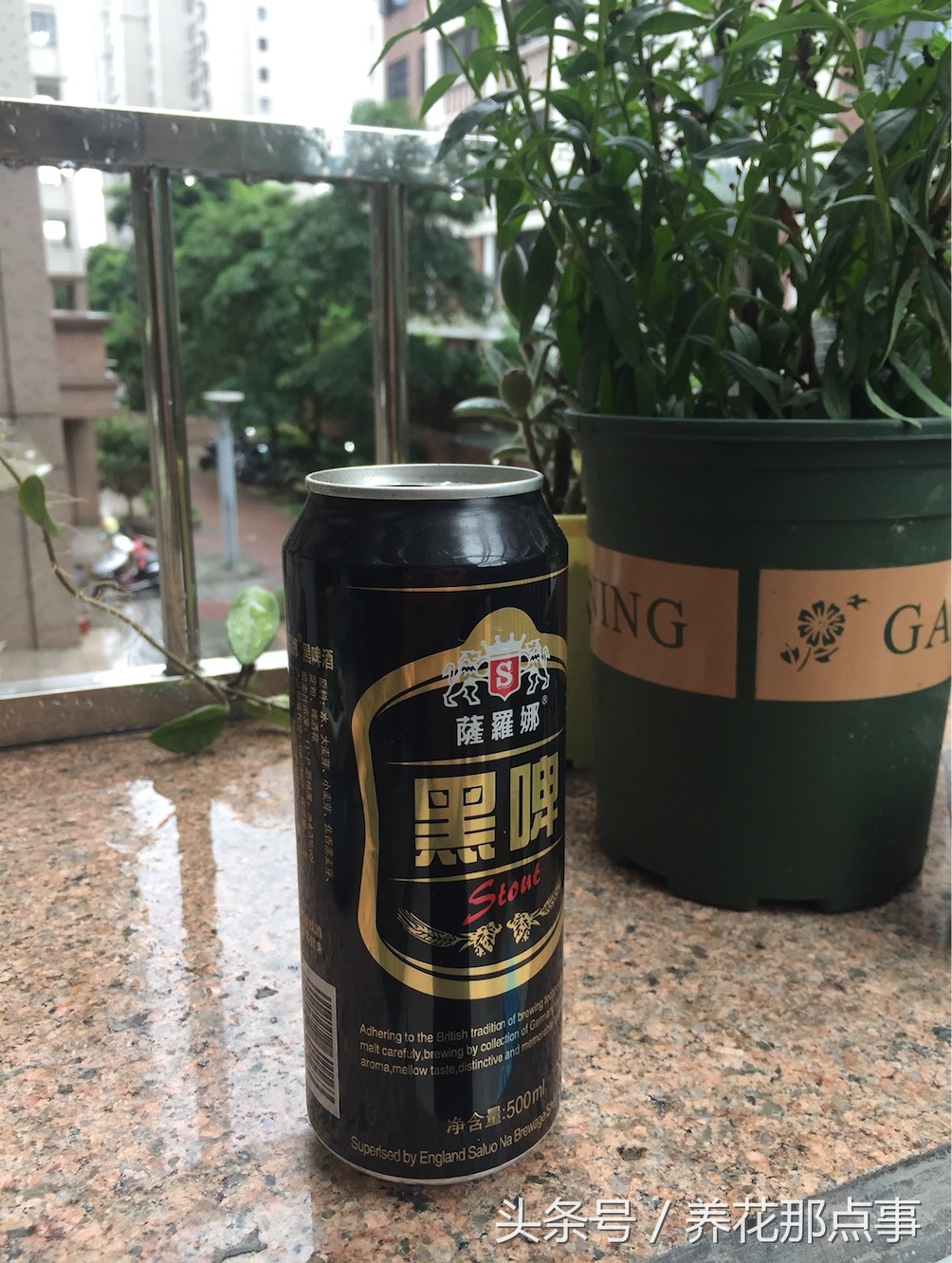 喝剩的啤酒能浇月季花吗,过期的啤酒能直接用来浇花吗