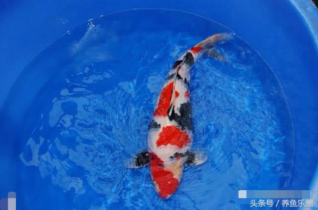 锦鲤怕光怎么解决,锦鲤喂食过多拒食