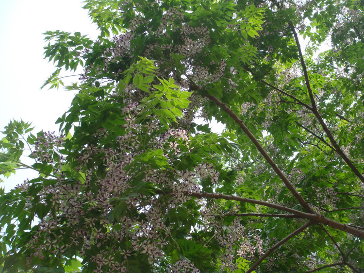 苦楝子手串怎么制作,苦楝子手串效果