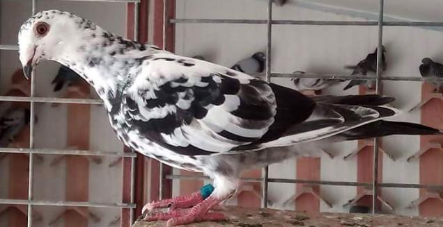 鸽子气管炎咳嗽小妙招,鸽子气管炎症状图片