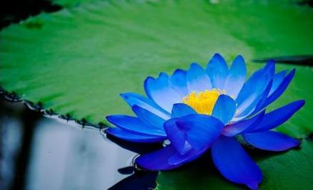 睡莲开花和没开花的样子,睡莲种子种的睡莲什么时候能开花