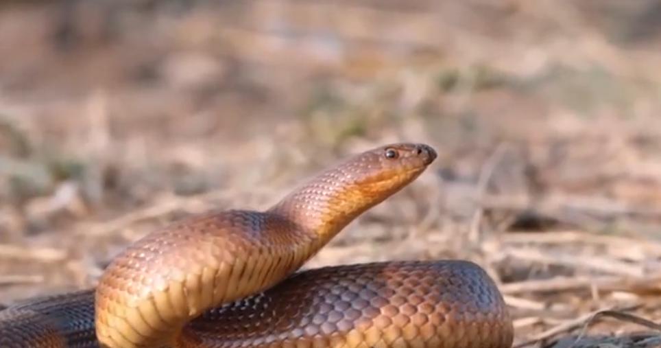 蜜獾平头哥会被毒蛇咬死吗,黑曼巴蛇毒液为什么对蜜獾没用