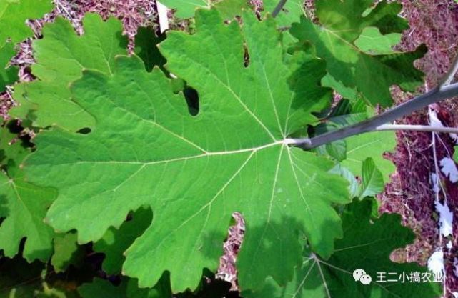 农民版我不是药神,我不是药神朱耕佑片段