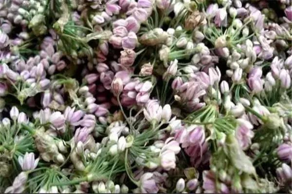 家乡平遥有种神仙都羡慕的花-仙幕花俗称“麻麻花”