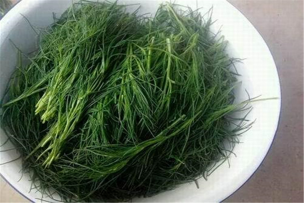 有降血压作用的野菜,野菜降血压功效有哪些