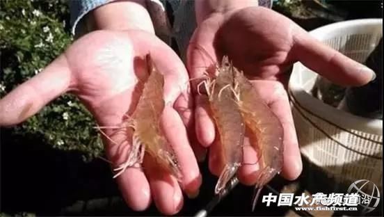 对虾缺乏微量元素的症状,对虾转肝慢怎么办