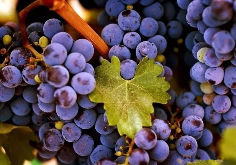 这里的紫薇和荷花美翻了！送你一个花样嘉年华，还有酷爽一夏！