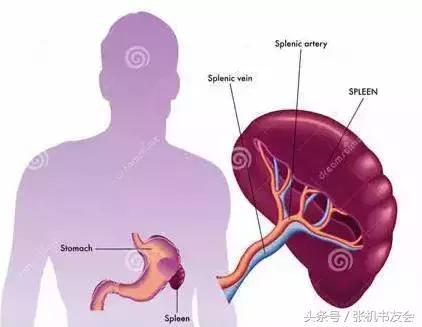 中医养生知识五脏,中医五行与五脏的关系徐文兵