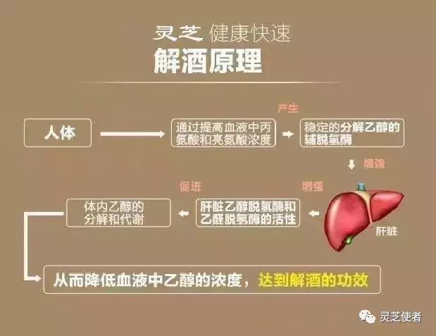 灵芝提高新陈代谢,灵芝影响基础代谢率吗