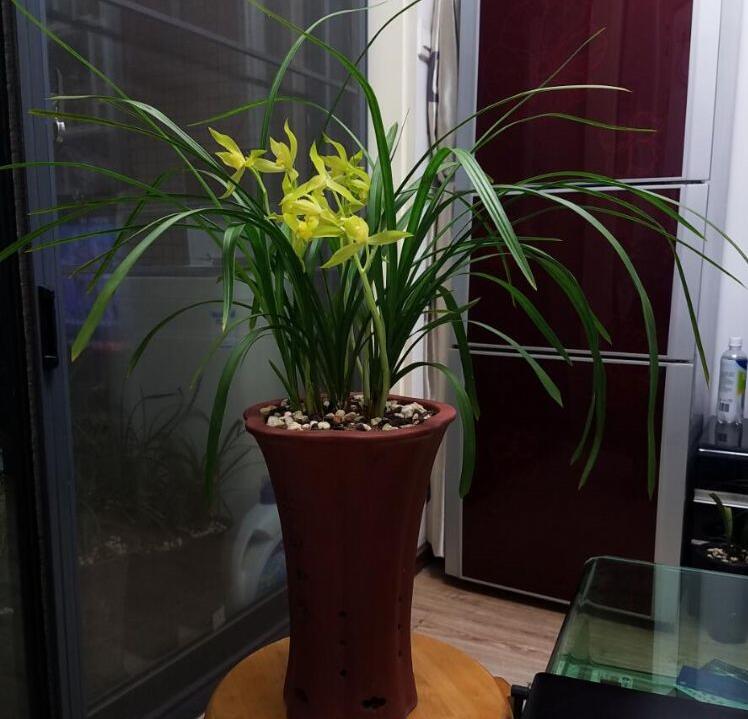 兰花品种大全及鉴别,绿宝石兰花属于什么品种的兰花