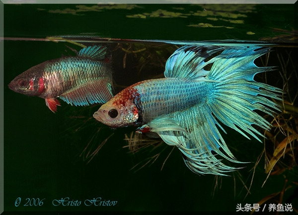 斗鱼怎么饲养长得比较快,斗鱼怎么养才能养到它长大呢