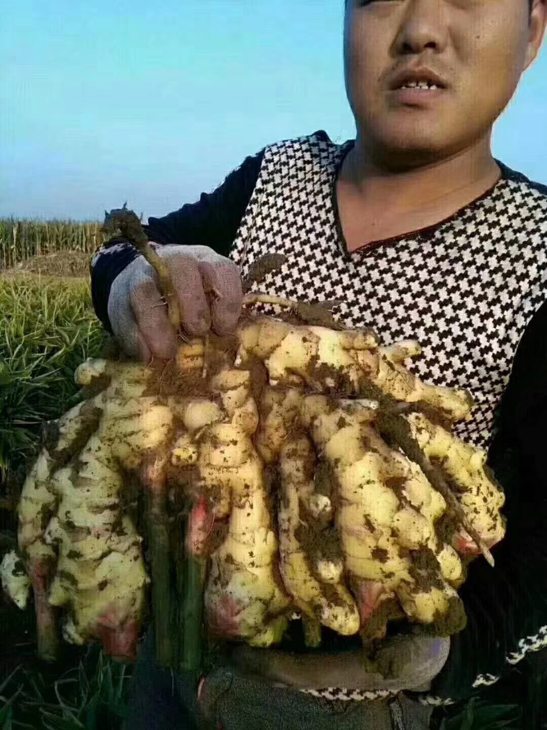 农广天地生姜高产栽培技术,高产栽培生姜亩产量多少斤